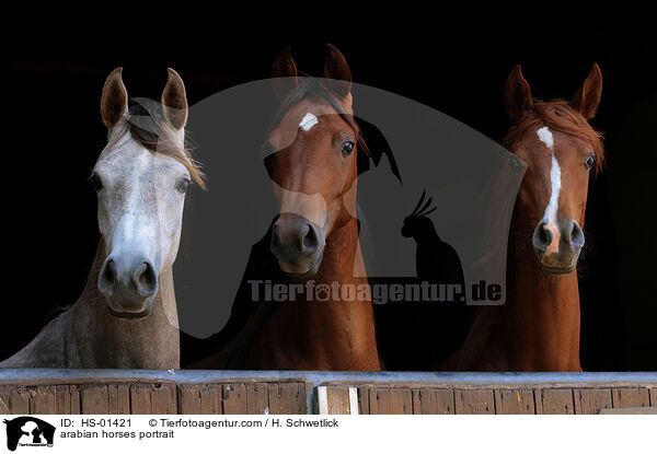 arabian horses portrait / HS-01421