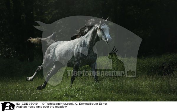 Arabian horse runs over the meadow / CDE-03049