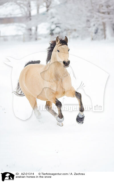 arabian horses in the snow / AZ-01314