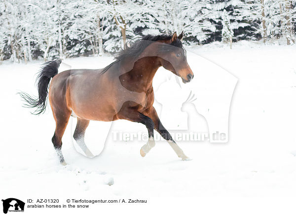 arabian horses in the snow / AZ-01320