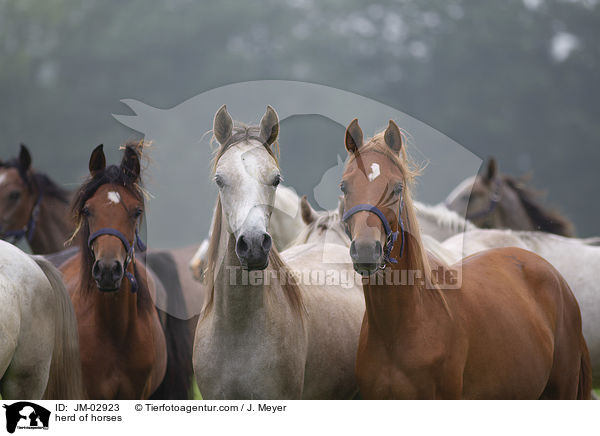 herd of horses / JM-02923