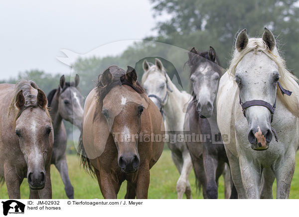 herd of horses / JM-02932
