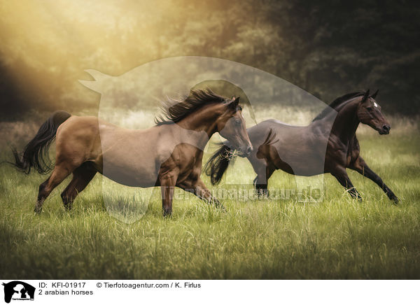 2 Araber / 2 arabian horses / KFI-01917