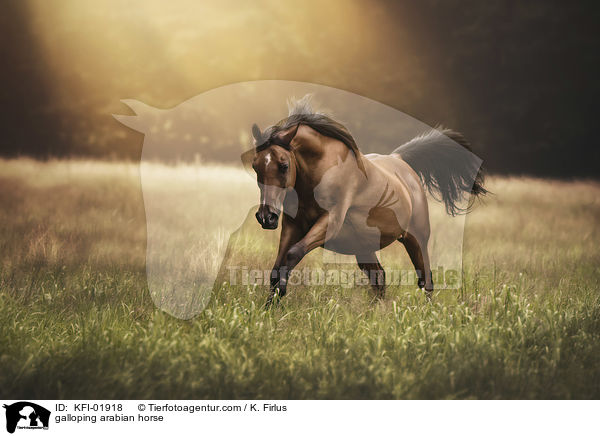 galoppierender Araber / galloping arabian horse / KFI-01918