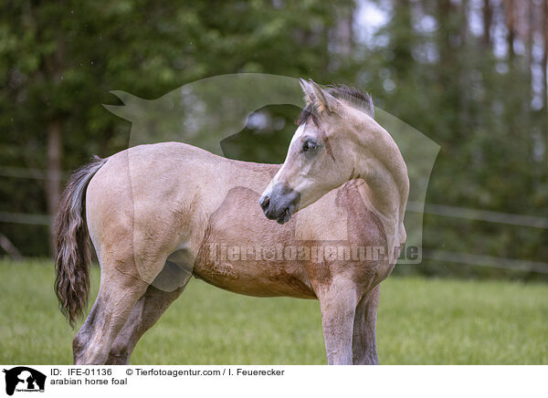 arabian horse foal / IFE-01136