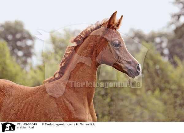 arabian foal / HS-01649