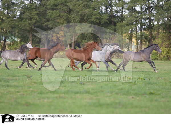 young arabian horses / JM-07112
