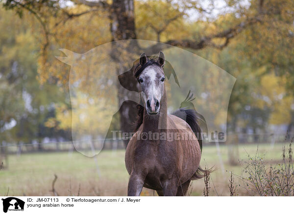 young arabian horse / JM-07113