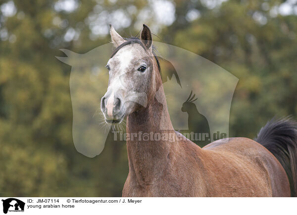 young arabian horse / JM-07114