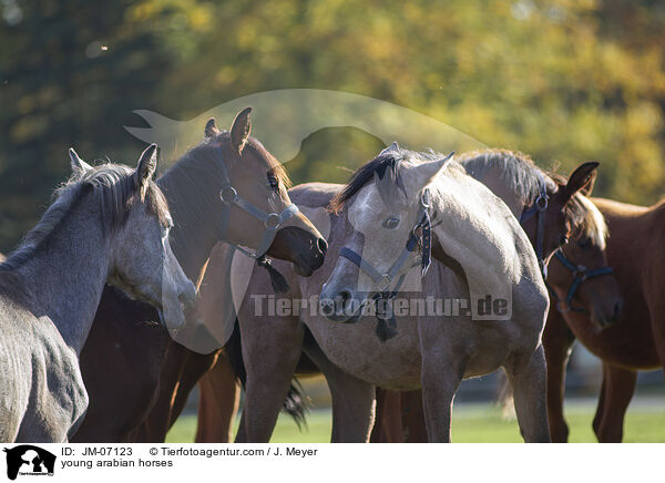 young arabian horses / JM-07123