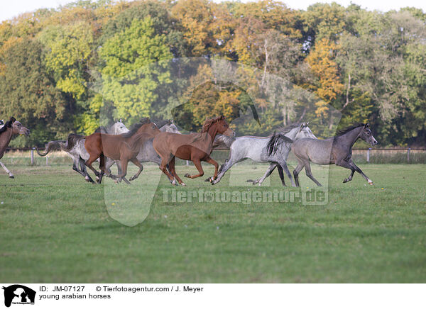 young arabian horses / JM-07127