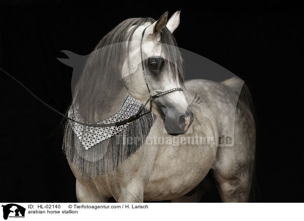 arabian horse stallion / HL-02140