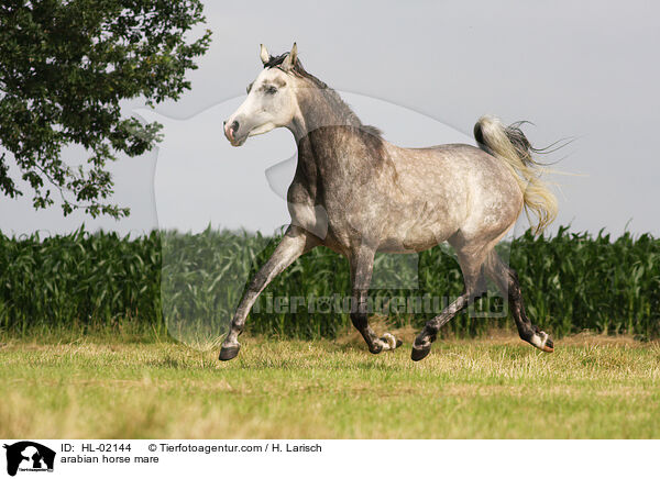 arabian horse mare / HL-02144