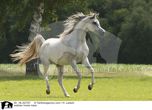 arabian horse mare / HL-02157
