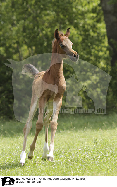 arabian horse foal / HL-02158