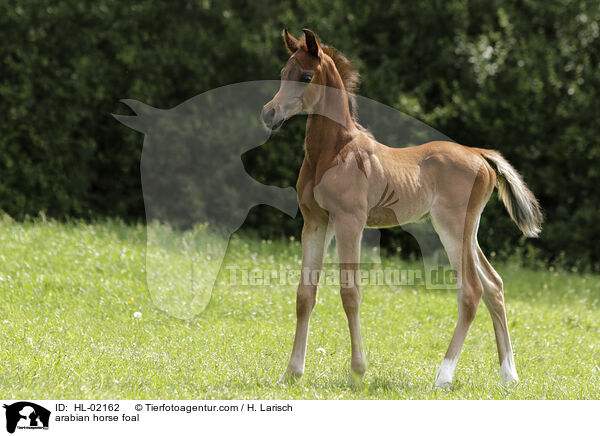 arabian horse foal / HL-02162