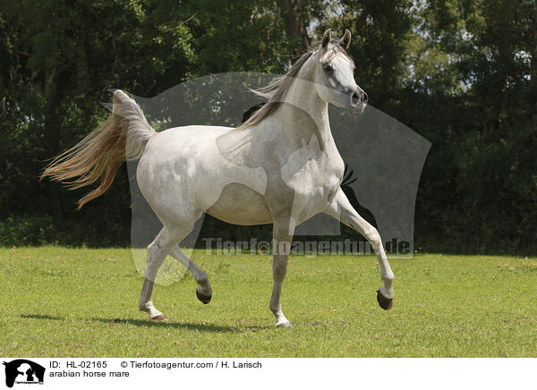 arabian horse mare / HL-02165