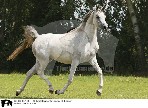 arabian horse mare / HL-02166