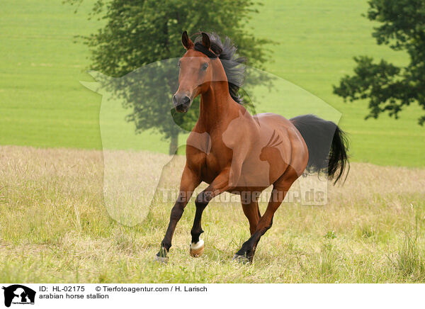 arabian horse stallion / HL-02175
