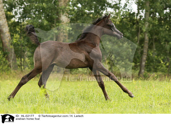 arabian horse foal / HL-02177