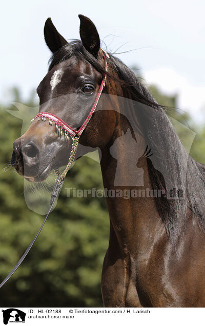 arabian horse mare / HL-02188