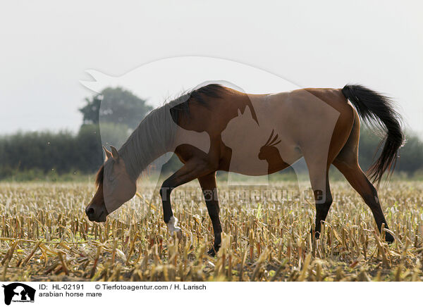 arabian horse mare / HL-02191