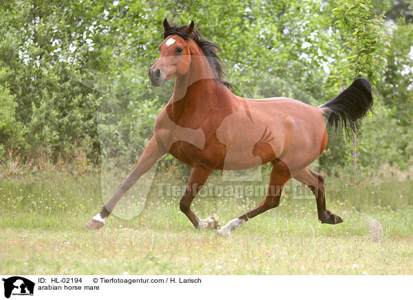 arabian horse mare / HL-02194