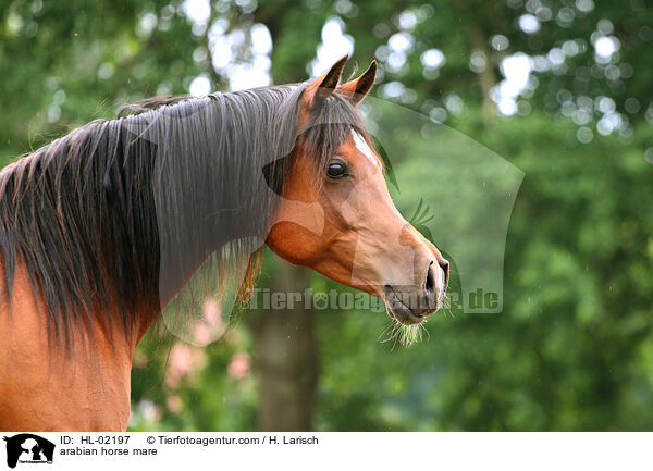 arabian horse mare / HL-02197