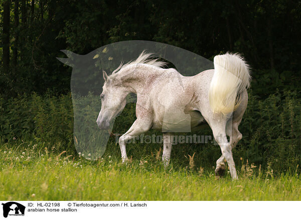 arabian horse stallion / HL-02198