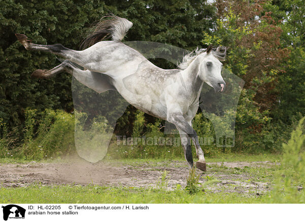 arabian horse stallion / HL-02205