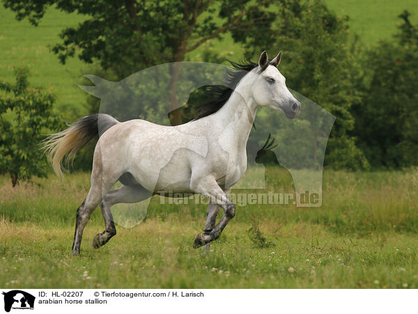 arabian horse stallion / HL-02207