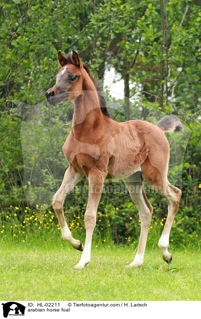 arabian horse foal / HL-02211