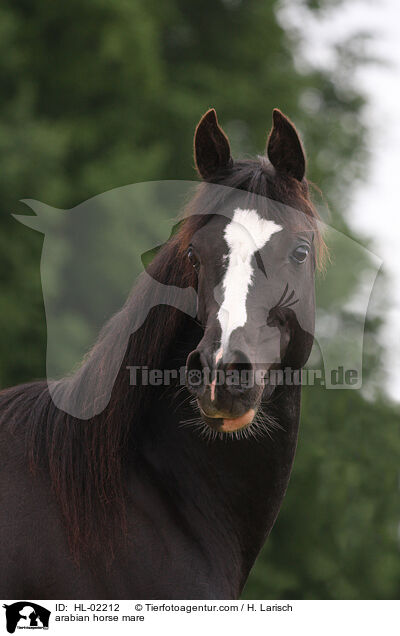 arabian horse mare / HL-02212