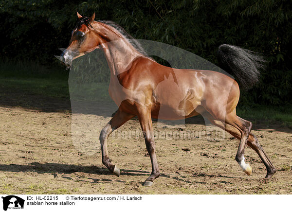 arabian horse stallion / HL-02215