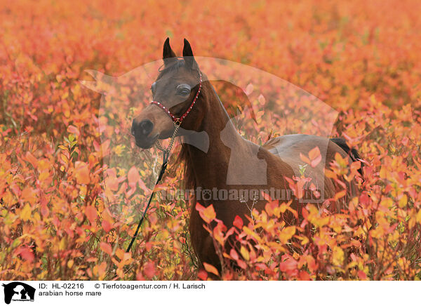 arabian horse mare / HL-02216