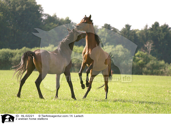 2 arabian horse stallions / HL-02221