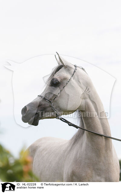 arabian horse mare / HL-02228