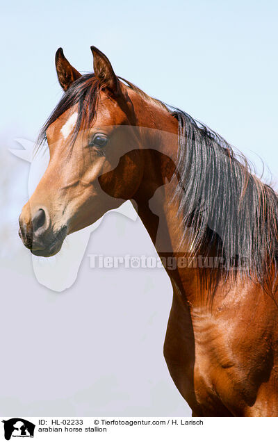 arabian horse stallion / HL-02233