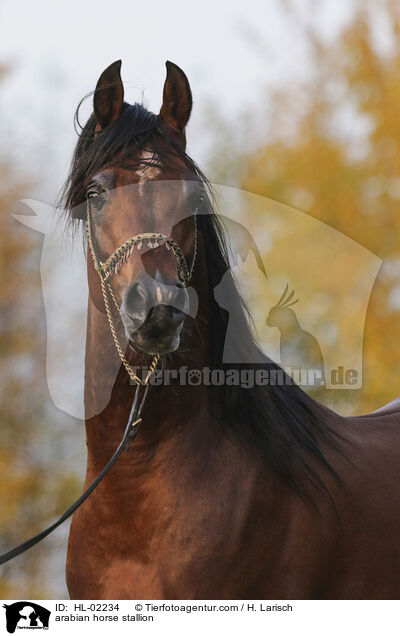 arabian horse stallion / HL-02234