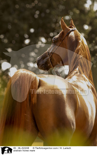 arabian horse mare / HL-02248