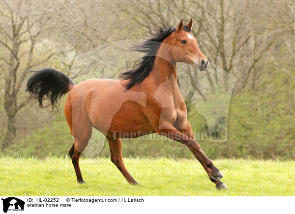 arabian horse mare / HL-02252