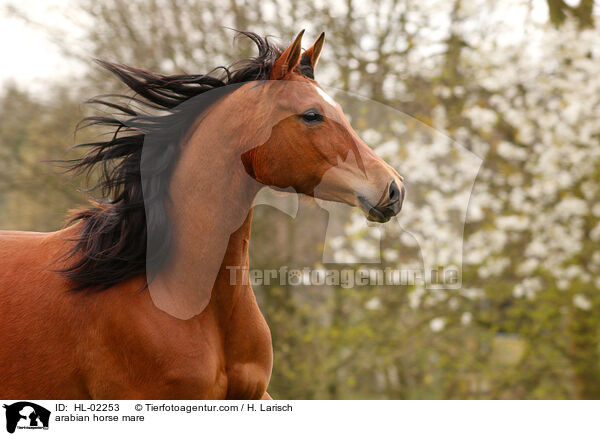arabian horse mare / HL-02253