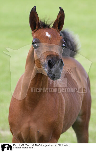 arabian horse foal / HL-02254