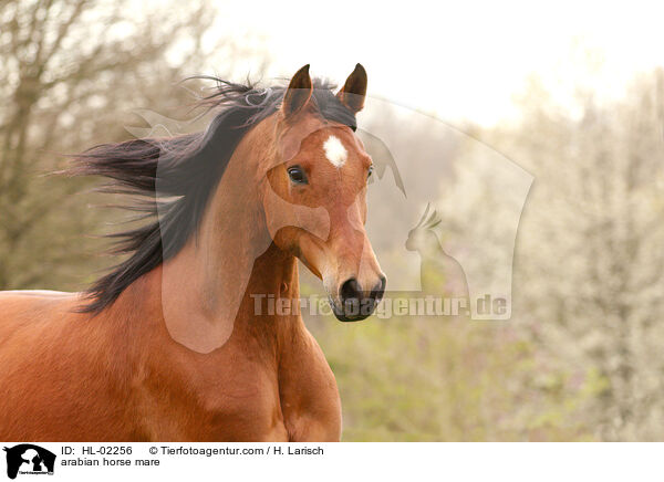 arabian horse mare / HL-02256