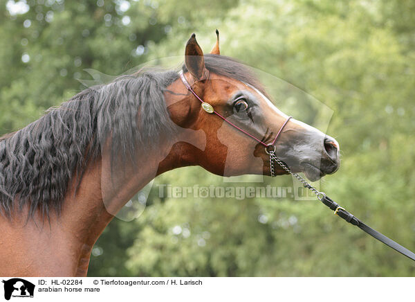 arabian horse mare / HL-02284