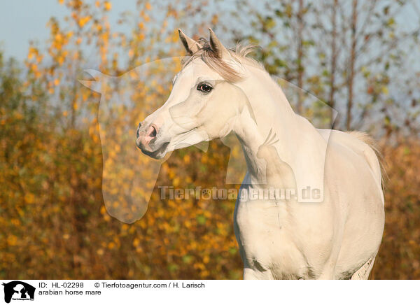 arabian horse mare / HL-02298