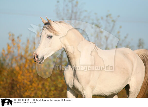 arabian horse mare / HL-02299