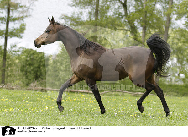 arabian horse mare / HL-02329
