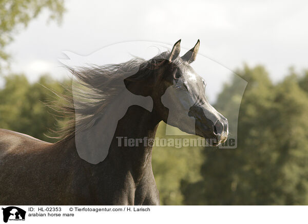 arabian horse mare / HL-02353