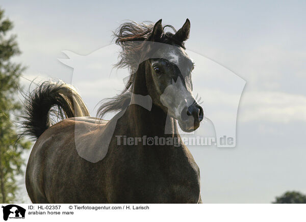 arabian horse mare / HL-02357